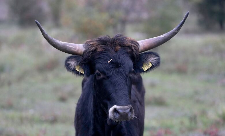 Electric wallpaper and carbon-sequestering cows: Positive environmental stories from 2024 Electric wallpaper and carbon-sequestering cows: Positive environmental stories from 2024