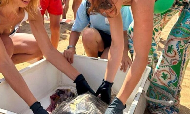 Inspirational story of female turtle returned to sea Inspirational story of female turtle returned to sea
