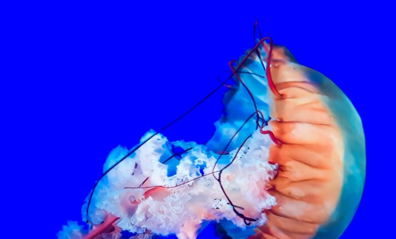 5 ocean heroes battling to turn the toxic tide 5 ocean heroes battling to turn the toxic tide