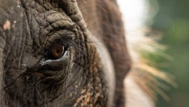 Meet eight conservation heroes saving our planet, one species at a time Meet eight conservation heroes saving our planet, one species at a time