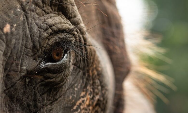 Meet eight conservation heroes saving our planet, one species at a time Meet eight conservation heroes saving our planet, one species at a time