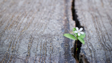 Hope: The forgotten virtue of our time.